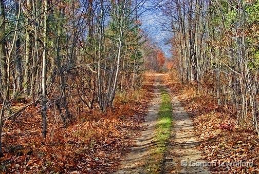Autumn Trail_DSCF02854.jpg - Photographed at Merrickville, Ontario, Canada.